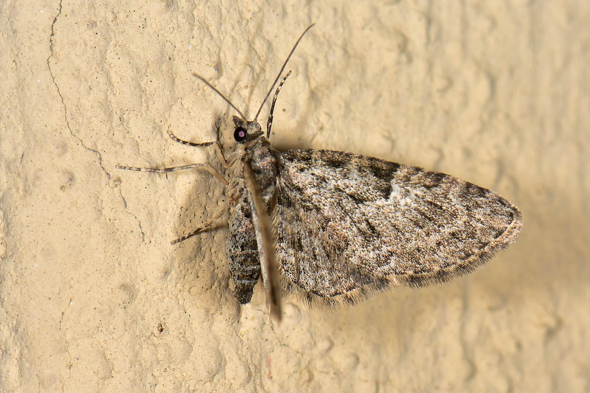 Geometridae? S,  Eupithecia cfr. dodoneata